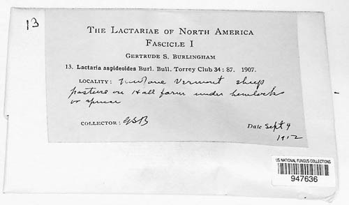 Lactarius aspideus image